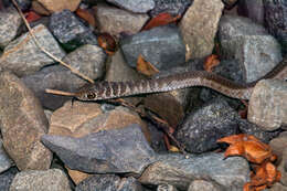 Image of Psammophis brevirostris Peters 1881