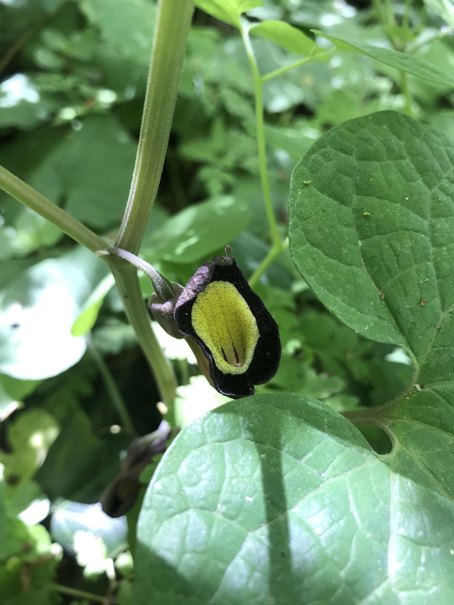 Image of Aristolochia steupii Woronow