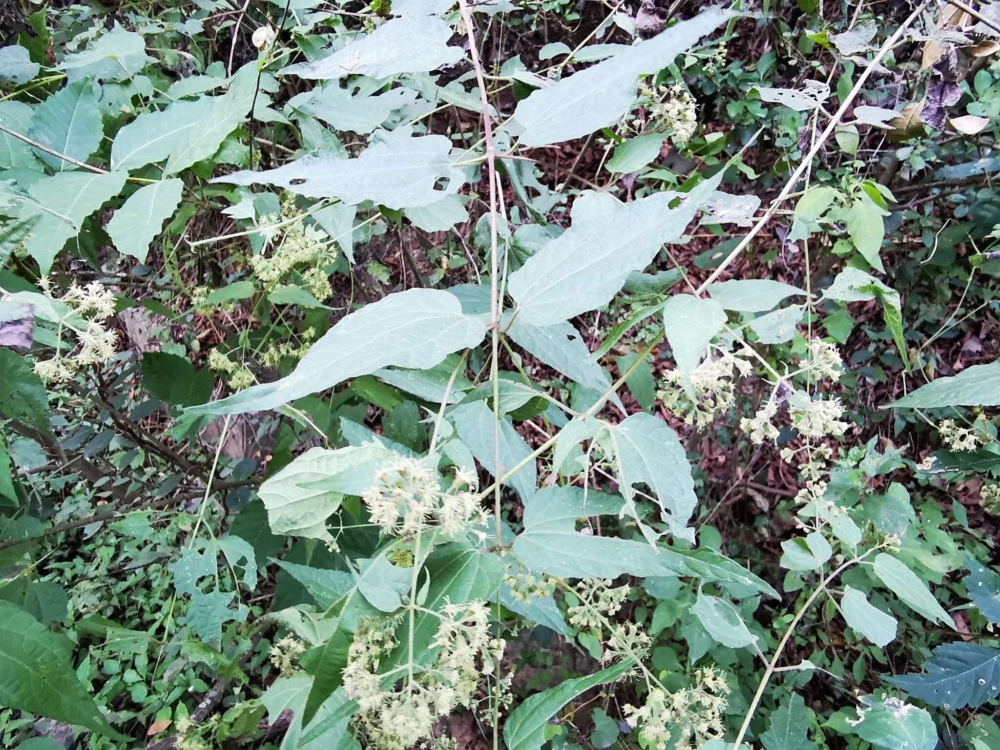 Koanophyllon longifolia (B. L. Rob.) R. King & H. Rob. resmi