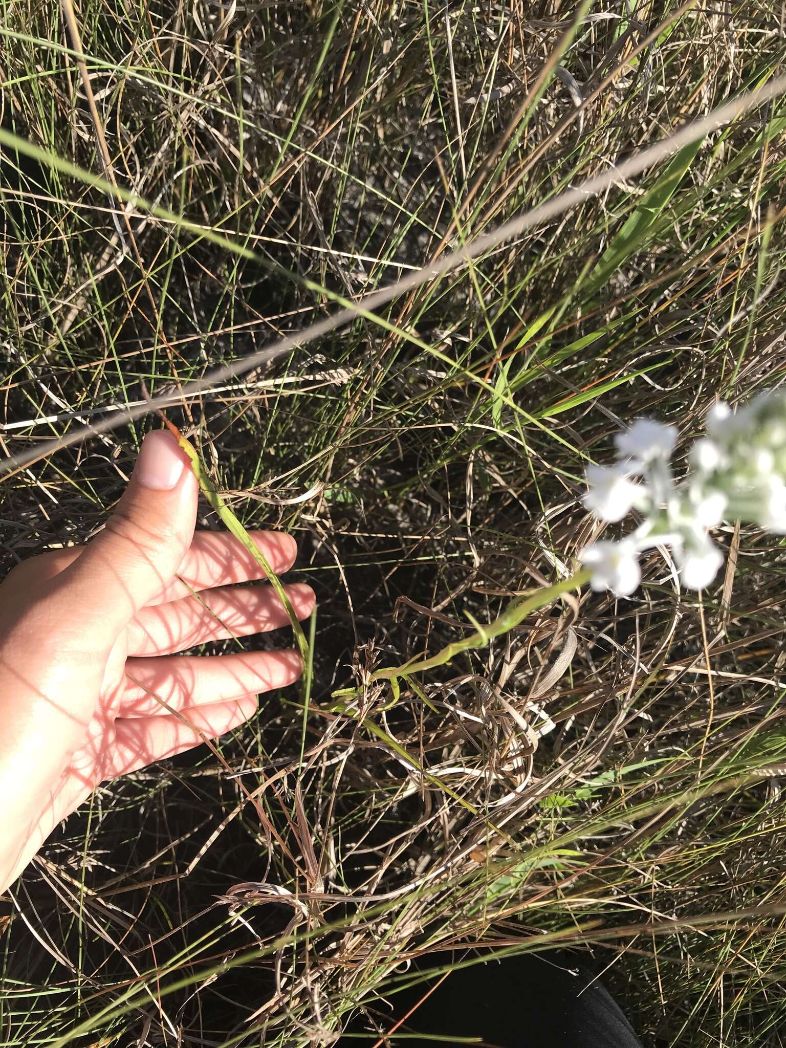 Image de Platanthera nivea (Nutt.) Luer