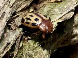 Image of Chrysomela (Macrolina) texana (Schaeffer 1920)