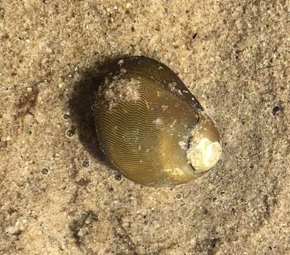 Image of Olive nerite