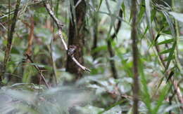 Image of Bornean Stubtail