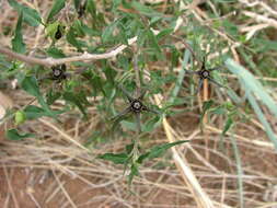 Sivun Matelea trachyantha (Greenman) W. D. Stevens kuva