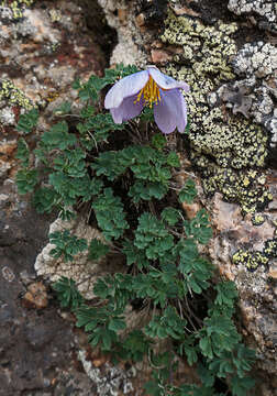 Image of Paraquilegia anemonoides (Willd.) Engl. ex O. E. Ulbr.