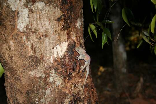 صورة Geckolepis typica Grandidier 1867