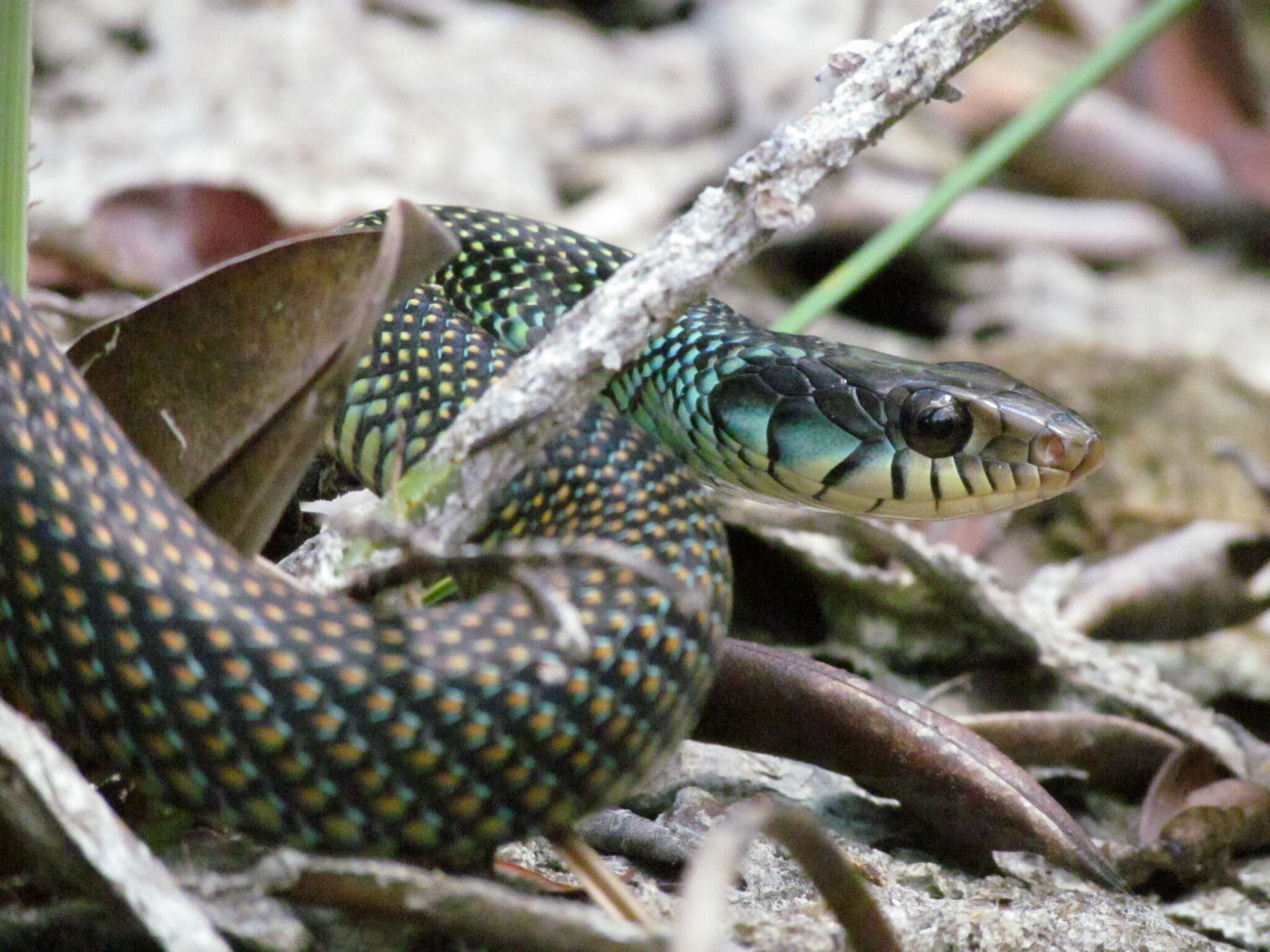 Image of Drymobius margaritiferus margaritiferus (Schlegel 1837)