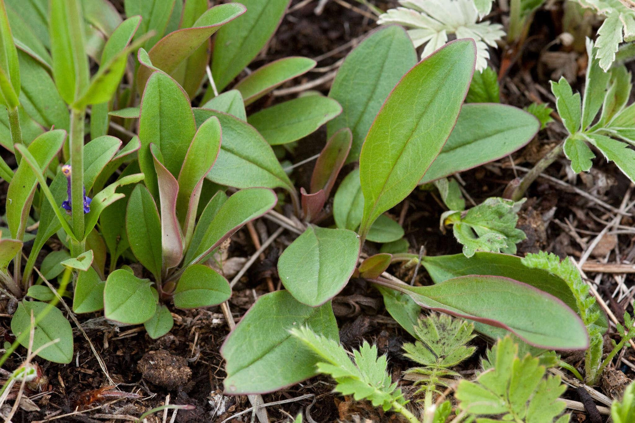 Image of Apache beardtongue