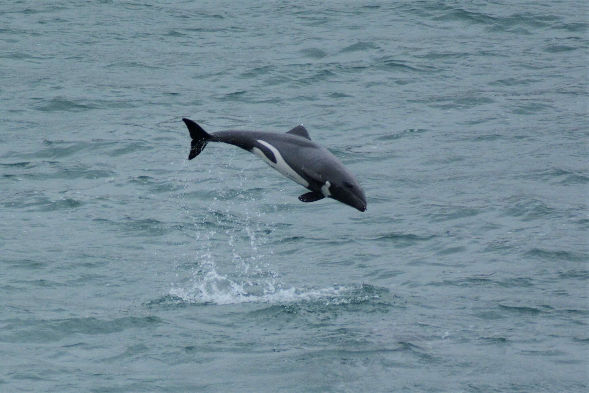 Image of Cephalorhynchus Gray 1846