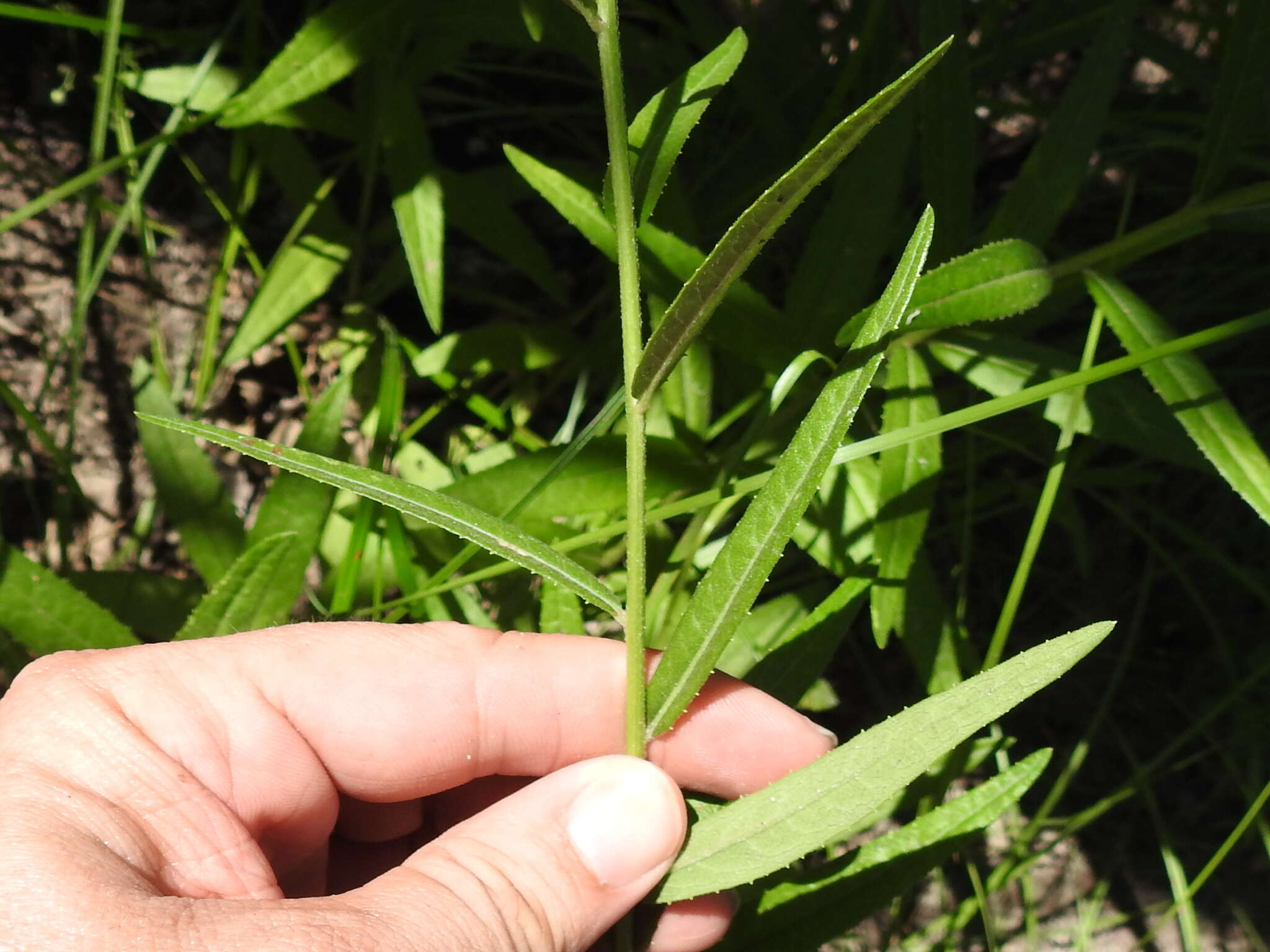 Plancia ëd Vernonia texana (A. Gray) Small