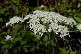 صورة Heracleum sphondylium subsp. sphondylium