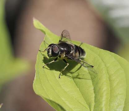 Image of Eristalis saxorum Wiedemann 1830