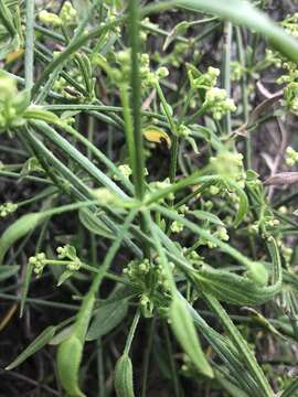 Image of Sticky-leaved rubia