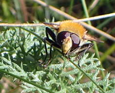 Sericomyia superbiens (Muller 1776) resmi