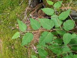 Image de Betula ermanii var. lanata Regel