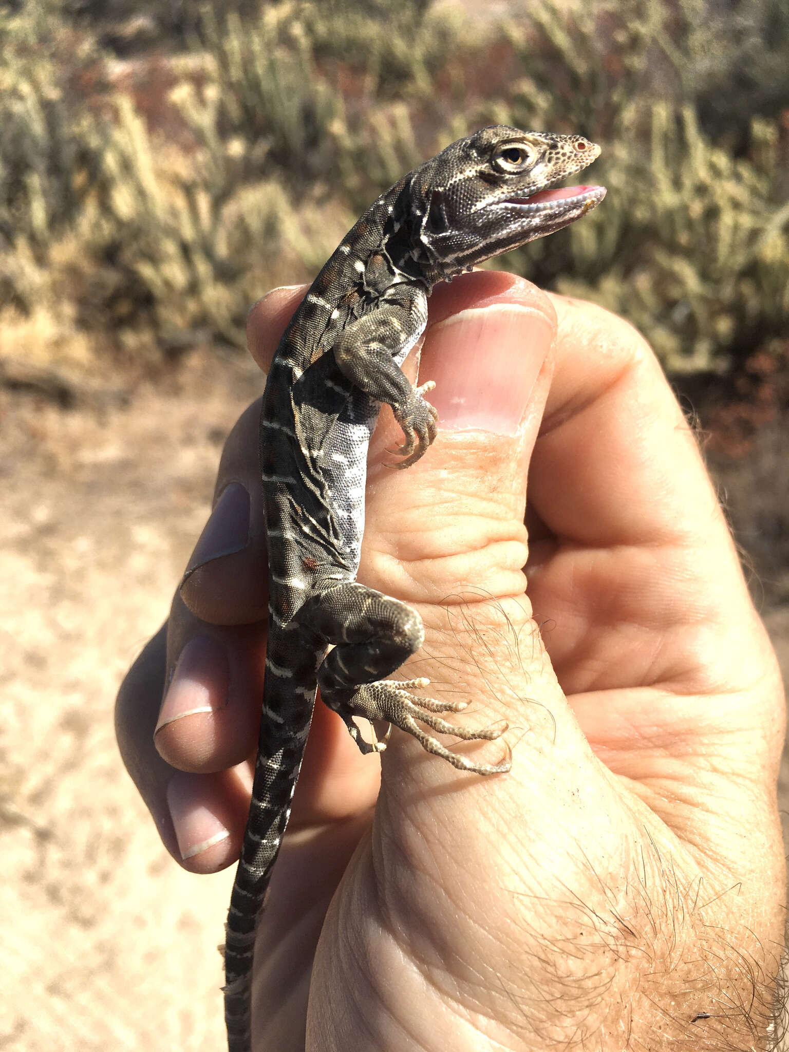 Image of Cope's leopard lizard