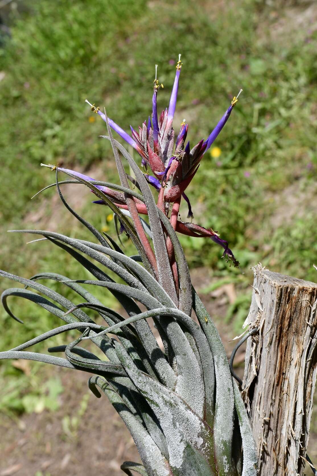 Imagem de Tillandsia seleriana Mez