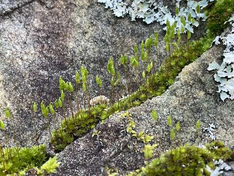 Image of Canary bryum moss