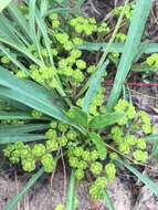 Sivun Euphorbia silenifolia (Haw.) Sweet kuva