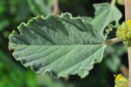 Imagem de Waltheria rotundifolia Schrank