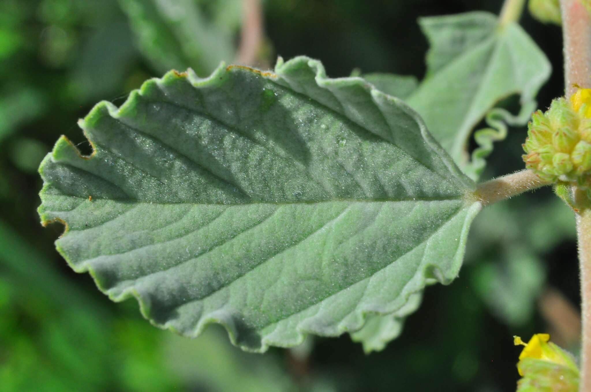 Image of Waltheria rotundifolia Schrank
