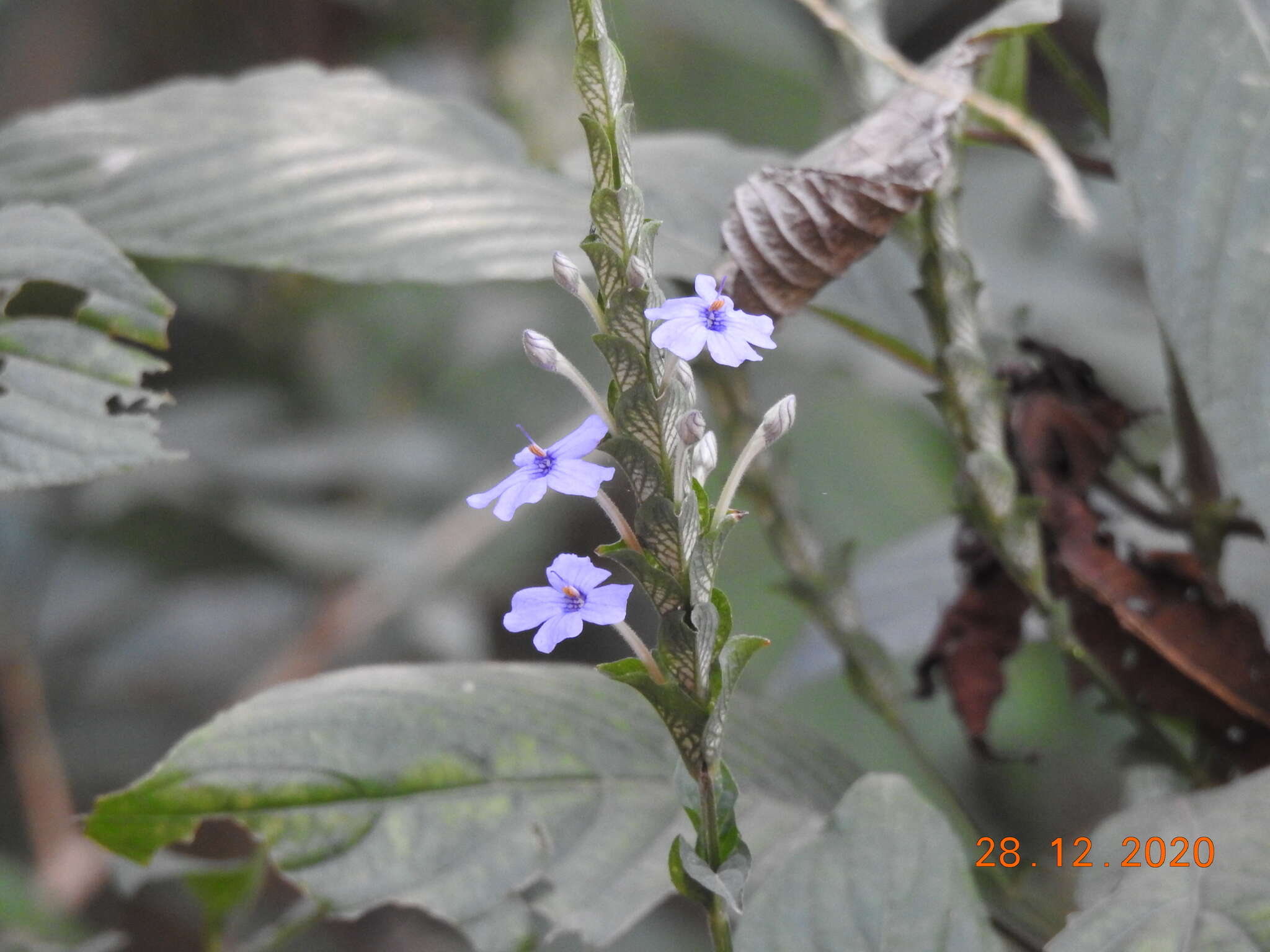 Eranthemum roseum (Vahl) R. Br. resmi