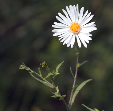 Image of Boreal American-Aster