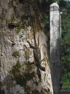 Image of Quadras' Flying Lizard