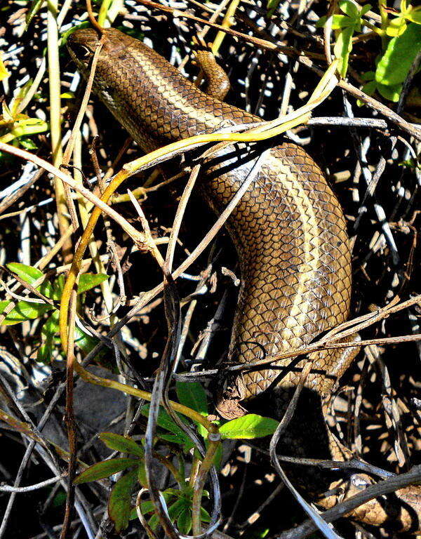 Imagem de Trachylepis capensis (Gray 1831)