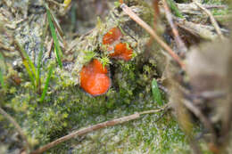 Image of Scutellinia subhirtella Svrček 1971