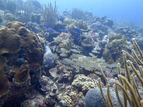 Image of Smallmouth Grunt