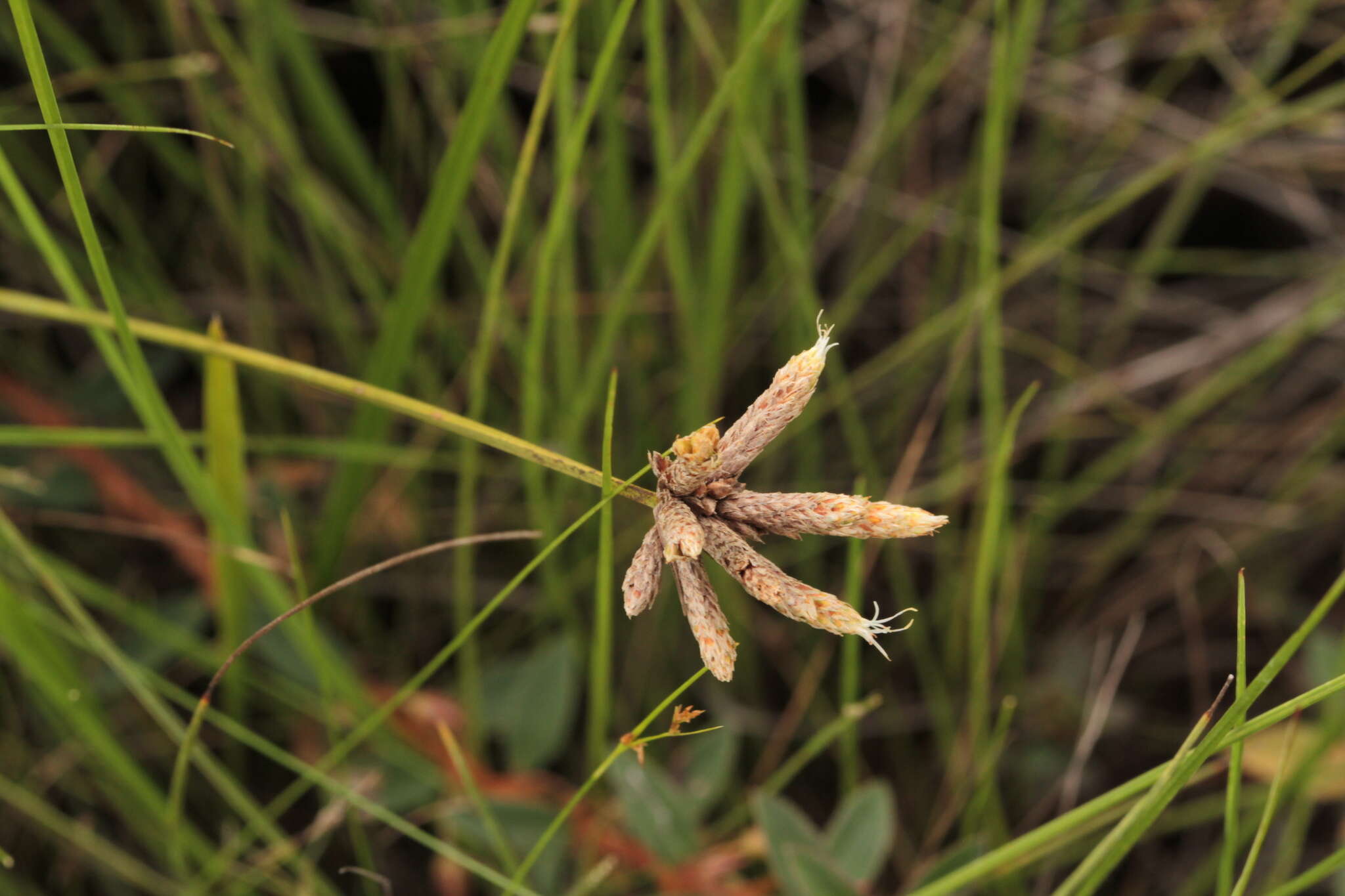 Image de Hypolytrum pulchrum (Rudge) H. Pfeiff.