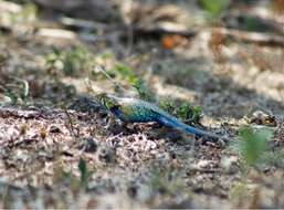 Image of Sceloporus horridus Wiegmann 1834