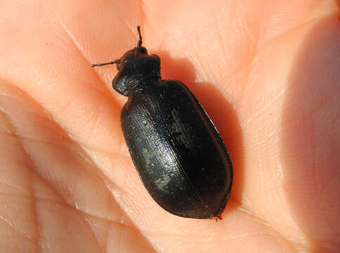 Image of Calosoma (Campalita) maderae (Fabricius 1775)