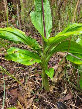 Image of Common snout orchid