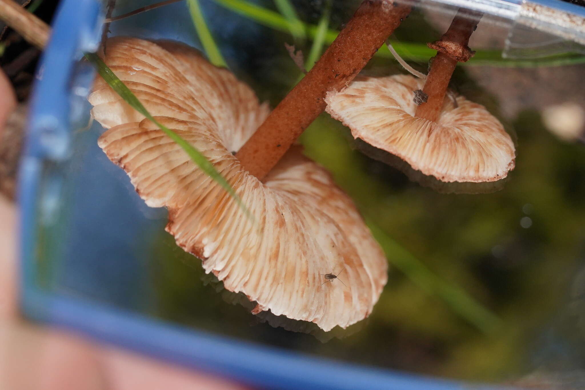 Plancia ëd Lepiota haemorrhagica Cleland 1931