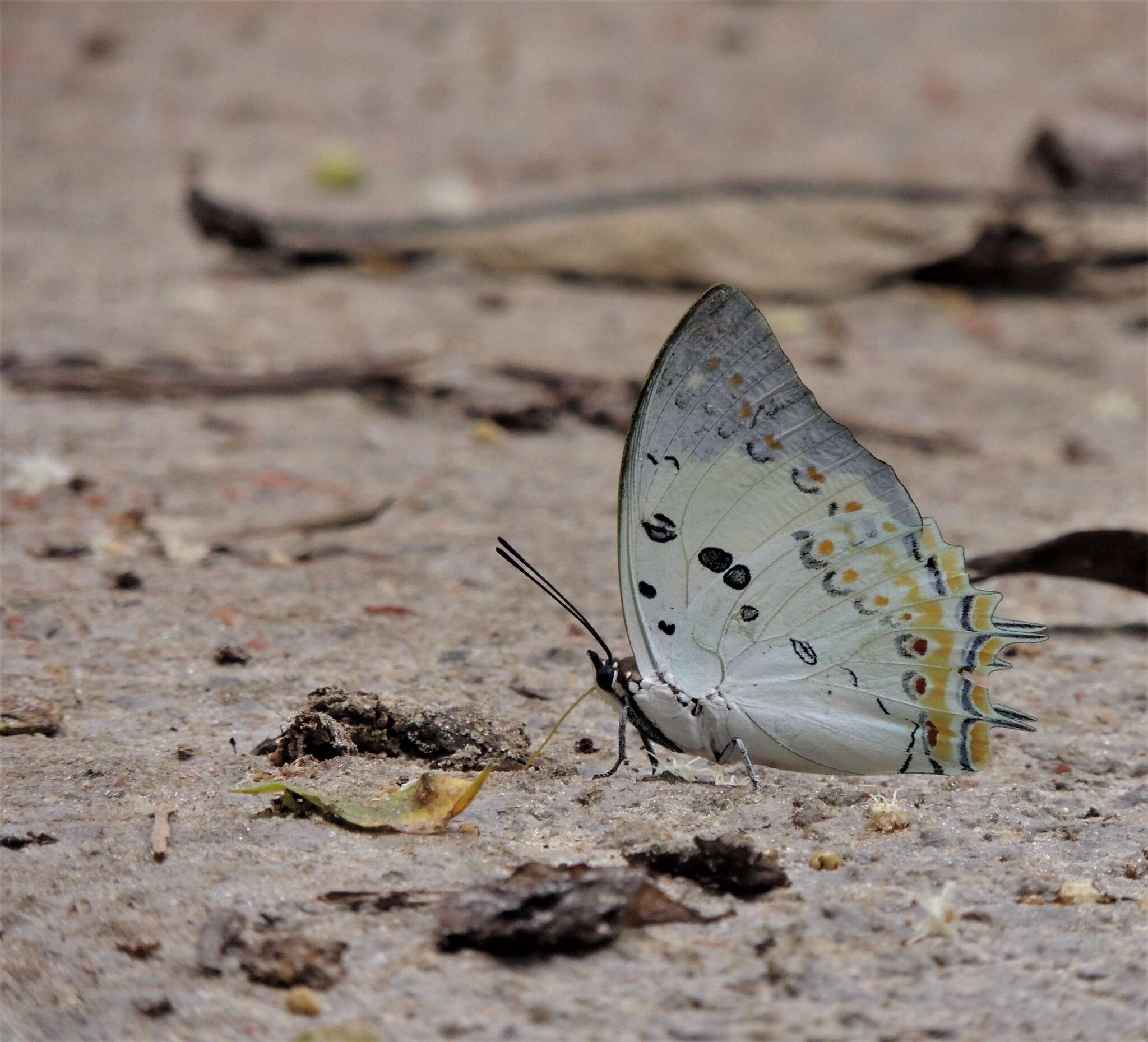 Image of Polyura delphis Doubleday 1843