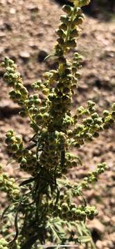 Image of weakleaf bur ragweed