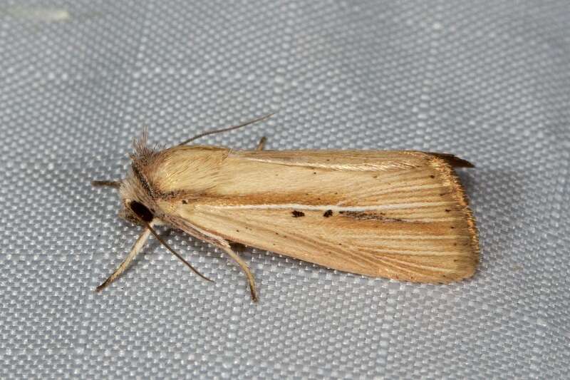 Image of Cutworm