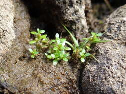 Image of small waterwort