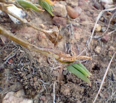 Image of Delosperma neethlingiae (L. Bol.) Schwant.