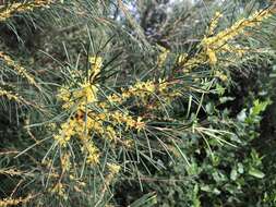 Image of Hakea nodosa R. Br.