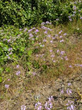 Allium unifolium Kellogg resmi