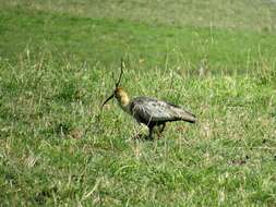 Image of Black-faced Ibis