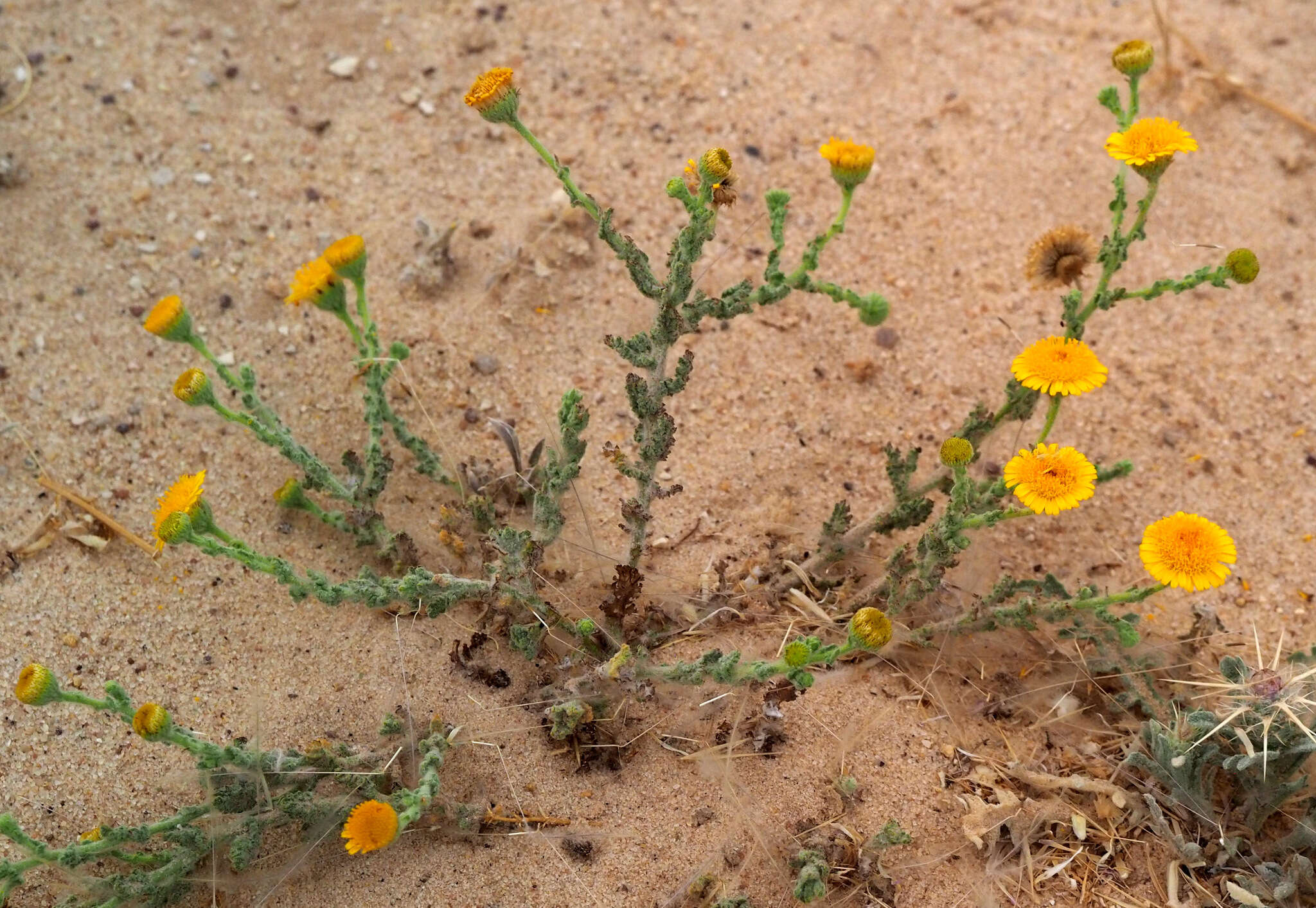 Plancia ëd Pulicaria incisa (Lam.) DC.