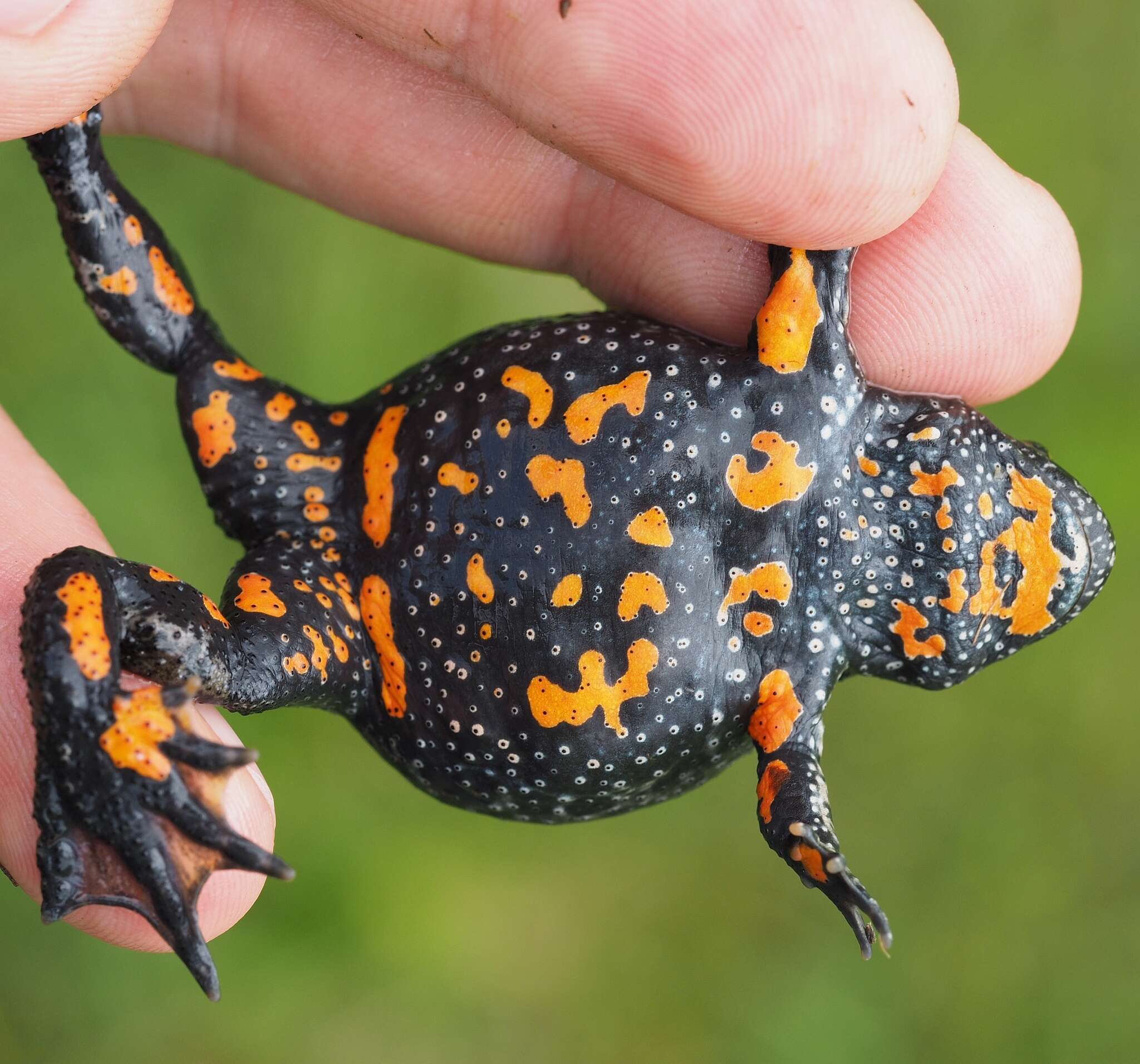 Image of Fire-bellied Toad