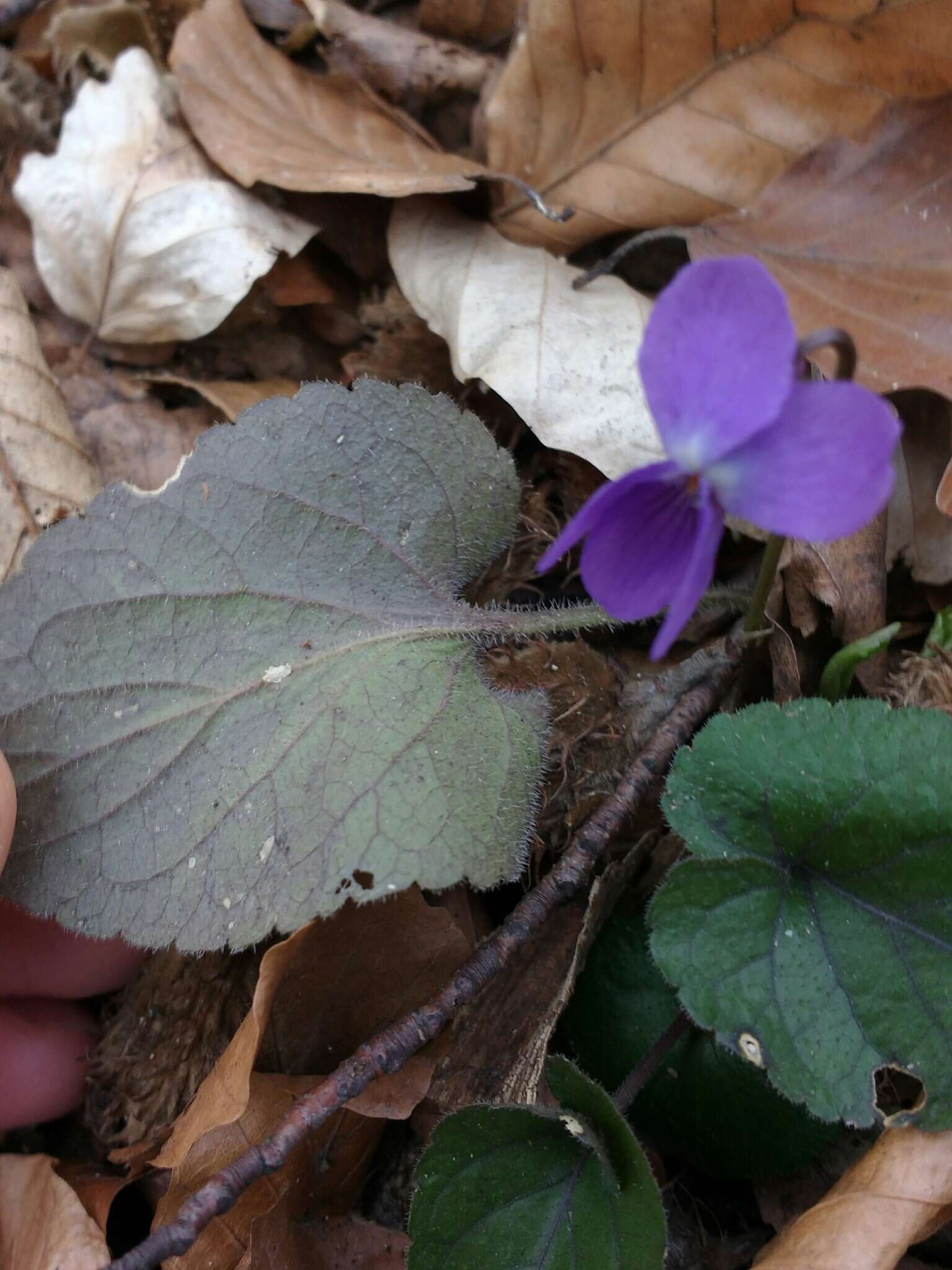 Imagem de Viola alba subsp. alba