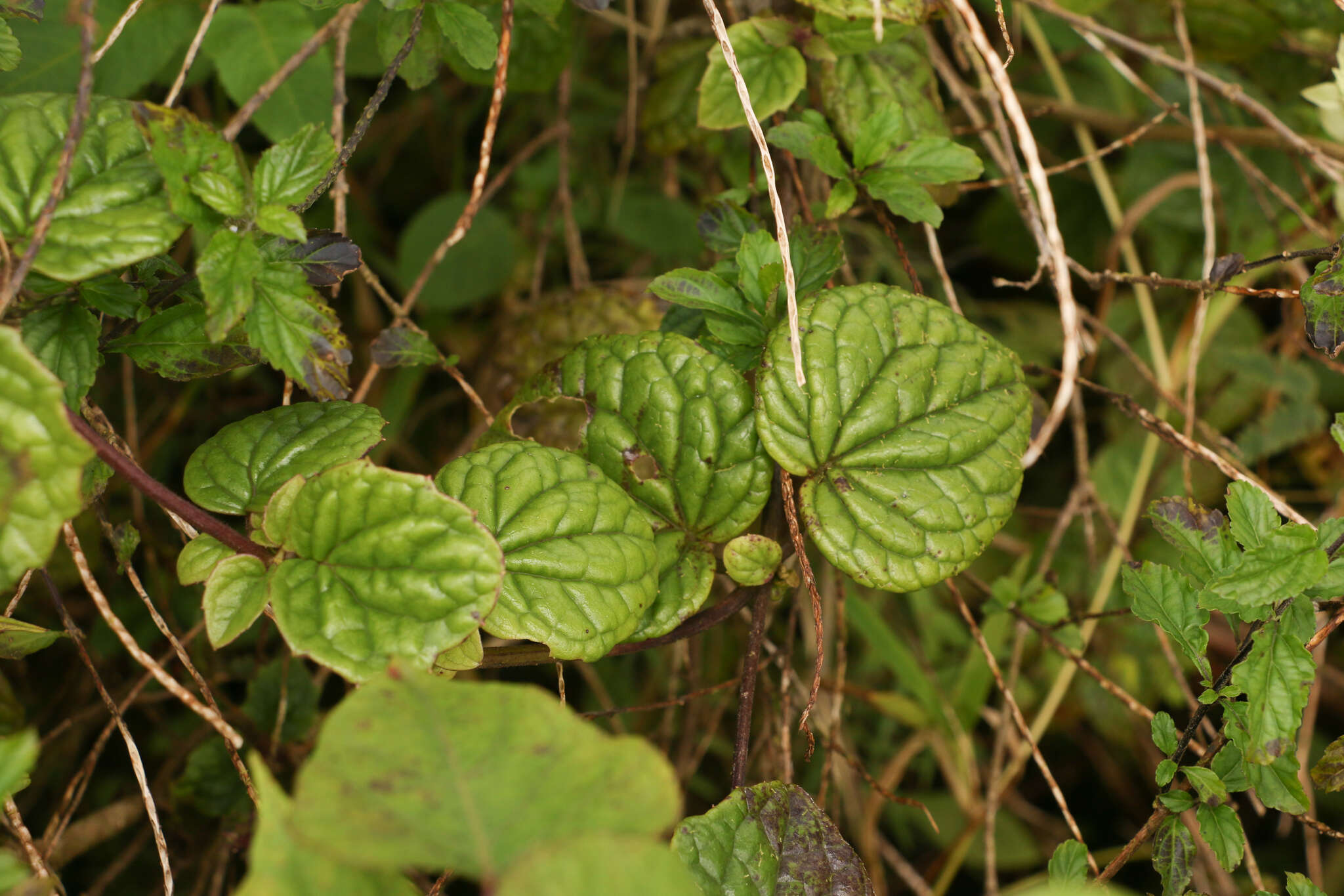 Mikania fragilis Urban resmi