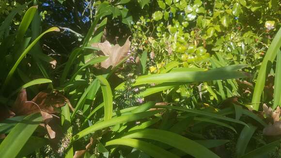 Imagem de Agapanthus praecox Willd.