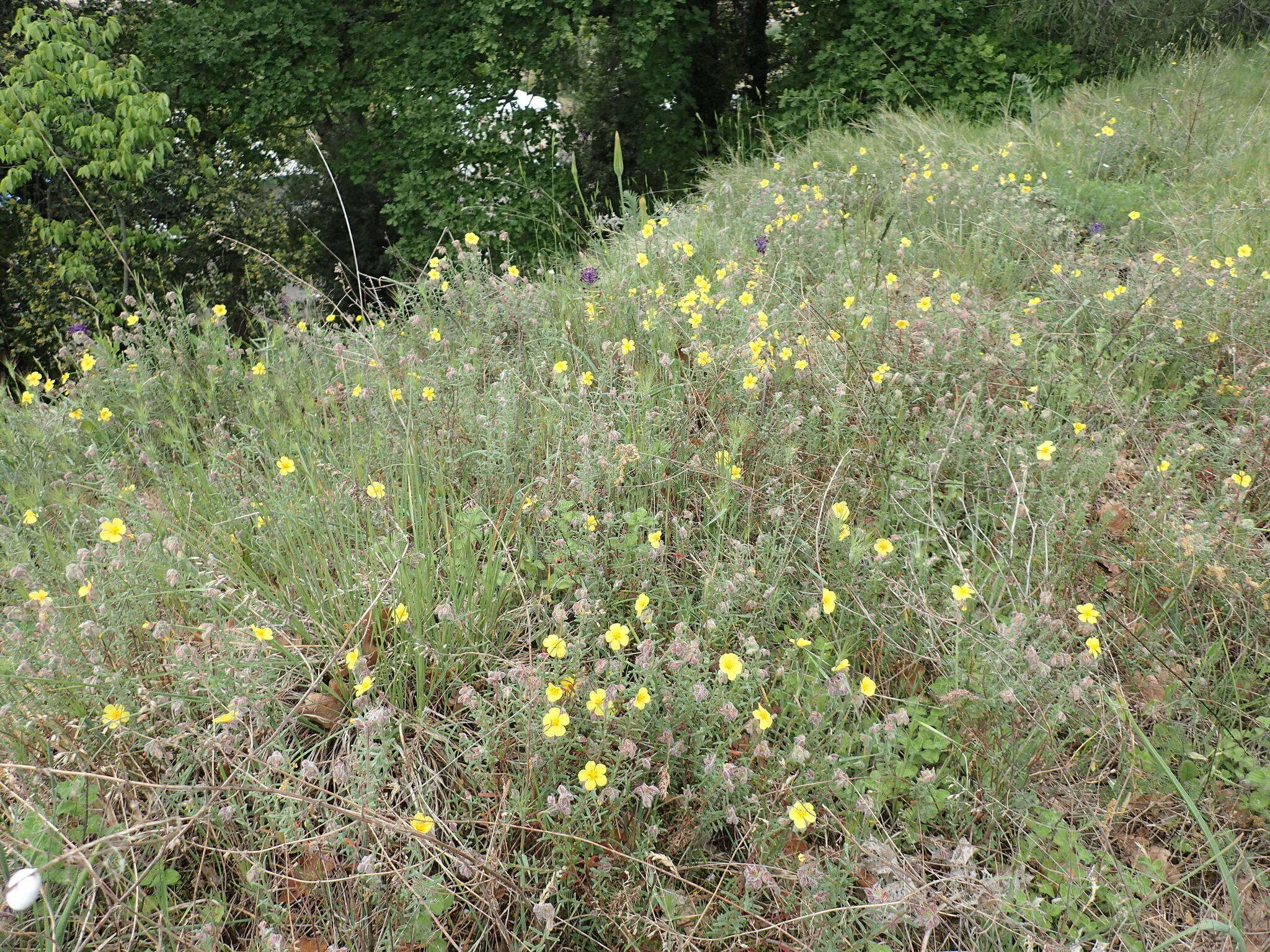 Plancia ëd Helianthemum hirtum (L.) Miller